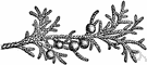 Juniperus horizontalis - low to prostrate shrub of Canada and northern United States
