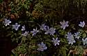 wood anemone - European anemone with solitary white flowers common in deciduous woodlands