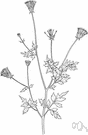 Spanish needles - common bur marigold of the eastern United States