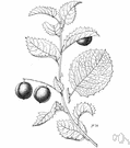 holly-leaf cherry - California evergreen wild plum with spiny leathery leaves and white flowers