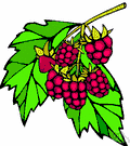 raspberry bush - woody brambles bearing usually red but sometimes black or yellow fruits that separate from the receptacle when ripe and are rounder and smaller than blackberries
