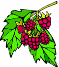 raspberry - woody brambles bearing usually red but sometimes black or yellow fruits that separate from the receptacle when ripe and are rounder and smaller than blackberries