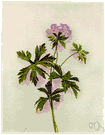 spotted cranesbill - common wild geranium of eastern North America with deeply parted leaves and rose-purple flowers