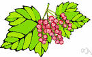 red currant - cultivated European current bearing small edible red berries