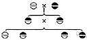 monogenic disorder - an inherited disease controlled by a single pair of genes