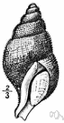 ventricous - having a swelling on one side