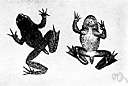 family Ascaphidae - family of one species of frog: tailed frog