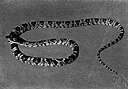 genus Trimorphodon - lyre snakes