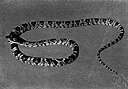 Trimorphodon - lyre snakes
