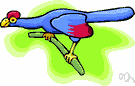 turakoo - large brightly crested bird of Africa