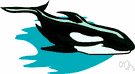 killer - predatory black-and-white toothed whale with large dorsal fin