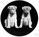 pariah dog - ownerless half-wild mongrel dog common around Asian villages especially India