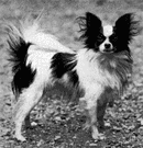 papillon - small slender toy spaniel with erect ears and a black-spotted brown to white coat