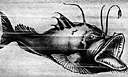 family Antennariidae