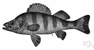 Perca flavescens - North American perch