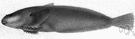 seasnail - small tadpole-shaped cold-water fishes with pelvic fins forming a sucker