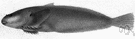 snailfish - small tadpole-shaped cold-water fishes with pelvic fins forming a sucker