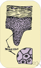 hair cell - a sensory epithelial cell present in the organ of Corti