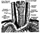 tracheal vein - several small veins from the trachea
