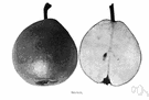 Seckel pear - small yellowish- to reddish-brown pear