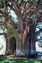 Tule tree - Mexico's most famous tree
