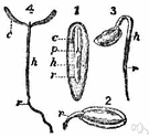seed leaf - embryonic leaf in seed-bearing plants