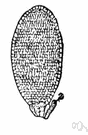 spore mother cell - cell from which a spore develops