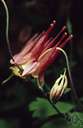 meeting house - columbine of eastern North America having long-spurred red flowers
