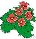 blooming-fool begonia - hybrid winter-blooming begonia grown for its many large pink flowers
