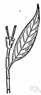 buckwheat family - a family of plants of order Polygonales chiefly of the north temperate zone