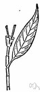 Polygonaceae - a family of plants of order Polygonales chiefly of the north temperate zone