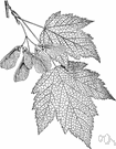 dwarf maple - small maple of northwestern North America