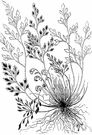 wall rue spleenwort - small delicate spleenwort found on a steep slope (as a wall or cliff) of Eurasia and North America
