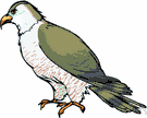 family Accipitridae - hawks