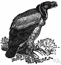 king vulture - large black-and-white vulture of South America and Central America