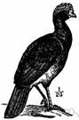 curassow - large crested arboreal game bird of warm parts of the Americas having long legs and tails