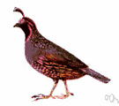 California quail - plump chunky bird of coastal California and Oregon
