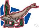 minke whale - small finback of coastal waters of Atlantic and Pacific