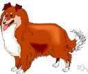 Shetland sheepdog