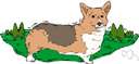 Pembroke Welsh corgi