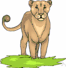 mountain lion - large American feline resembling a lion