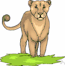 puma - large American feline resembling a lion