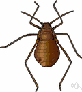 plant louse - any of several small insects especially aphids that feed by sucking the juices from plants