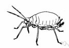 apple aphid - bright green aphid