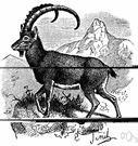 Capra aegagrus - wild goat of Iran and adjacent regions