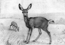 burro deer - long-eared deer of western North America with two-pronged antlers