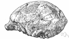 sinanthropus - genus to which Peking man was formerly assigned