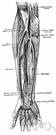 ulnar nerve - a nerve running along the inner side of the arm and passing near the elbow