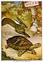allegory - a short moral story (often with animal characters)