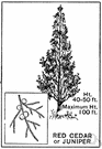 red juniper - small juniper found east of Rocky Mountains having a conic crown, brown bark that peels in shreds, and small sharp needles